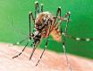Vezetékmentes Internettel a szúnyogok ellen