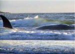 A bálnákat az óceánok zajszintje zavarja meg