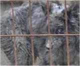 A rendõrség lefoglalta a soproni kutyákat - cifra színváltozatra irányuló kutyakísérleteket folytattak