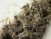 Százmillió méh pusztul el Tolnában - 