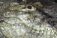 Horror az állatkertben: krokodil harapta meg a kisfiút! 
