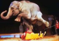 A jövõ cirkuszában nem lesznek állatok 