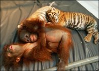 Szokatlan barátság tigrisek és majmok között