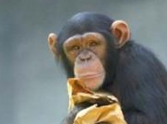 Meghalt a jelbeszédet ismerõ csimpánz 