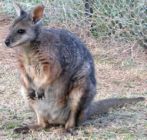 Fennakadást okozott az ijedt kenguru