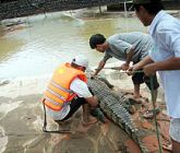 Krokodilok százai szöktek el a vietnami áradásban