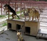 Új állatvédelmi törvény Bulgáriában