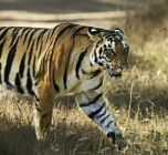 Tigrisvadászokat fogtak el Indiában