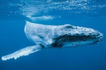 Japán mégsem irtja ki a bálnákat? 