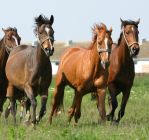 Riadt lovak vágtáztak végig Sopron belvárosán 