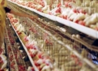 Hamarosan tilos lehet az EU-ban a tojótyúkok ketreces tartása!?