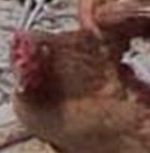 Brutális csirkekopasztás (videóval)