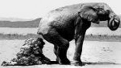 Hasmenéssel ölt az elefánt