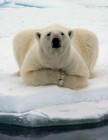 Védett faj lett a jegesmedve az Egyesült Államokban