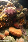 Korallzátonyok gyógyíthatatlan kórjai