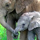A memóriabajnok elefánt életet menthet!