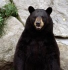 'Törzsmackó': harmadszor fogta el ugyanazt a medvét egy vadõr