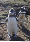 Az idõjárás-változás miatt csökken a pingvinek száma az Antarktiszon