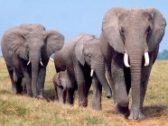 Sms-ezõ elefántok