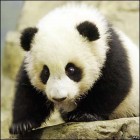 Jön a hideg - Kemény tél elé néznek a szecsuani pandák