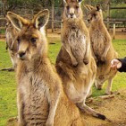 A kenguru genetikailag közel áll az emberhez