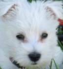 Westie - West Highland White terrier