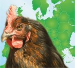 Melyik állat jelképezze Európát?