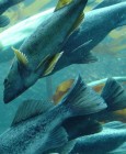 A halak nem 'tyúkeszûek': 5 hónapig is emlékeznek