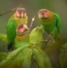 A világ legnépesebb papagájkolóniája megmentésre vár