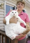 Óriásra hízott macska kóborolt - képekkel