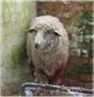 Hetek óta éheztek a kínszenvedés közben elpusztult szentesi juhok