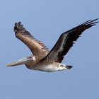Barna pelikánok tetemei lepték el Kalifornia partjait