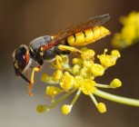 A méhfarkasok antibiotikummal védik lárváikat