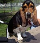 Basset hound