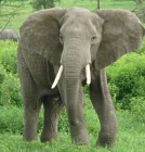 Gyõzelem az elefántoknak: nem kereskedhetnek az elefántcsonttal