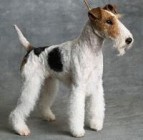 Drótszõrû foxterrier