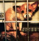 Állatkísérletek zárt ajtók mögött