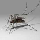 A szúnyogok nyálából fedhetõ fel az általuk terjesztett kór jelenléte