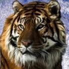 A kiveszõben lévõ tigris egyre inkább függ az embertõl