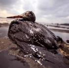 Olajkatasztrófa - Nehéz segíteni az olajjal borított madarakon