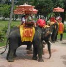 Ne etess elefántot Bangkokban!