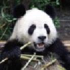 Rekordszámú panda született idén Kínában