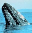 Hogyan etessünk egy 180 tonnás bálnát?
