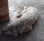 Odafagyott az állatkízó tulajdonos öreg kutyája a jeges földhöz - sokkoló képekkel