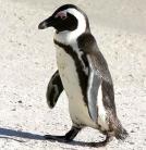 Kutatások veszélyeztetik a pingvineket