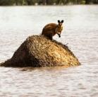 Az árvíz az állatokat sem kíméli Ausztráliában (Fotóriport)
