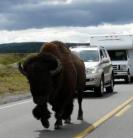 Yellowstone Nemzeti Park: Elkóborolt a csorda