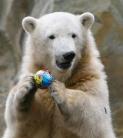 Elpusztult Knut, a híres jegesmedve