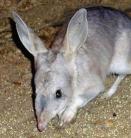 Kihal negyvenöt ausztrál állatfaj?