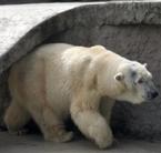 Már láthatja a nagyközönség Bimbát, a toszkánai származású jegesmedvét